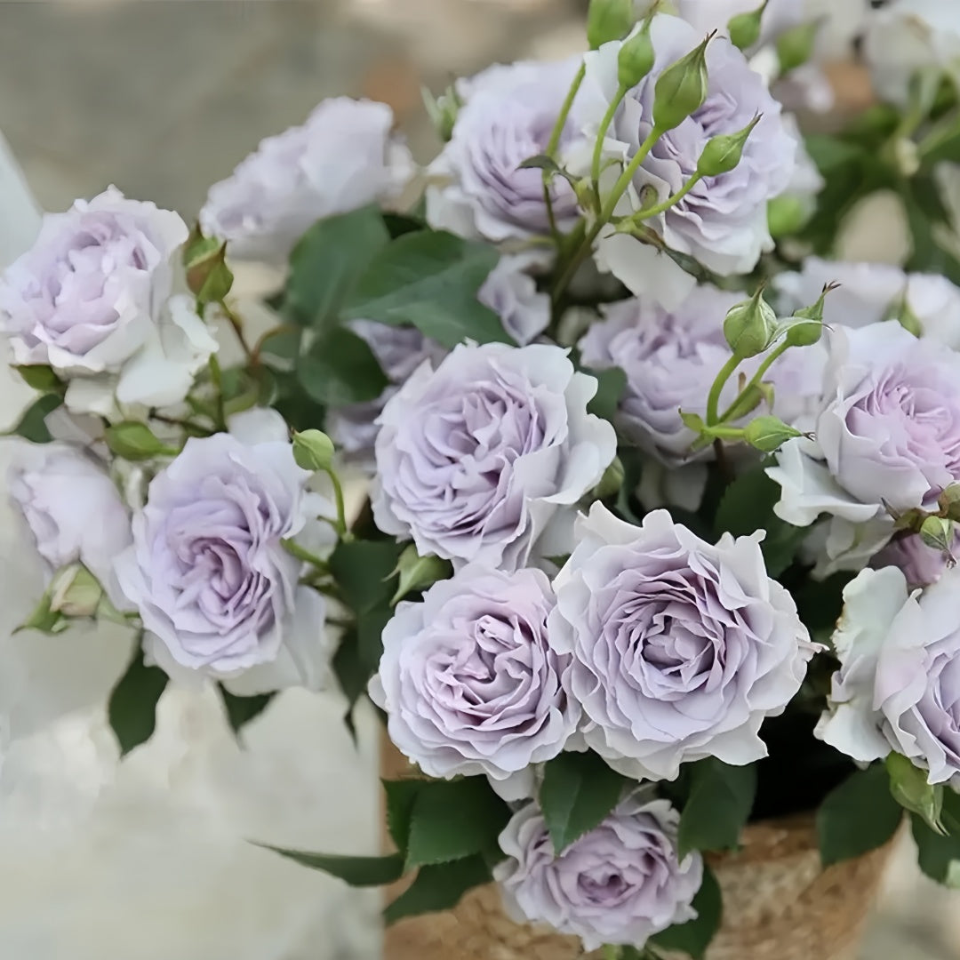 Jise Rose
