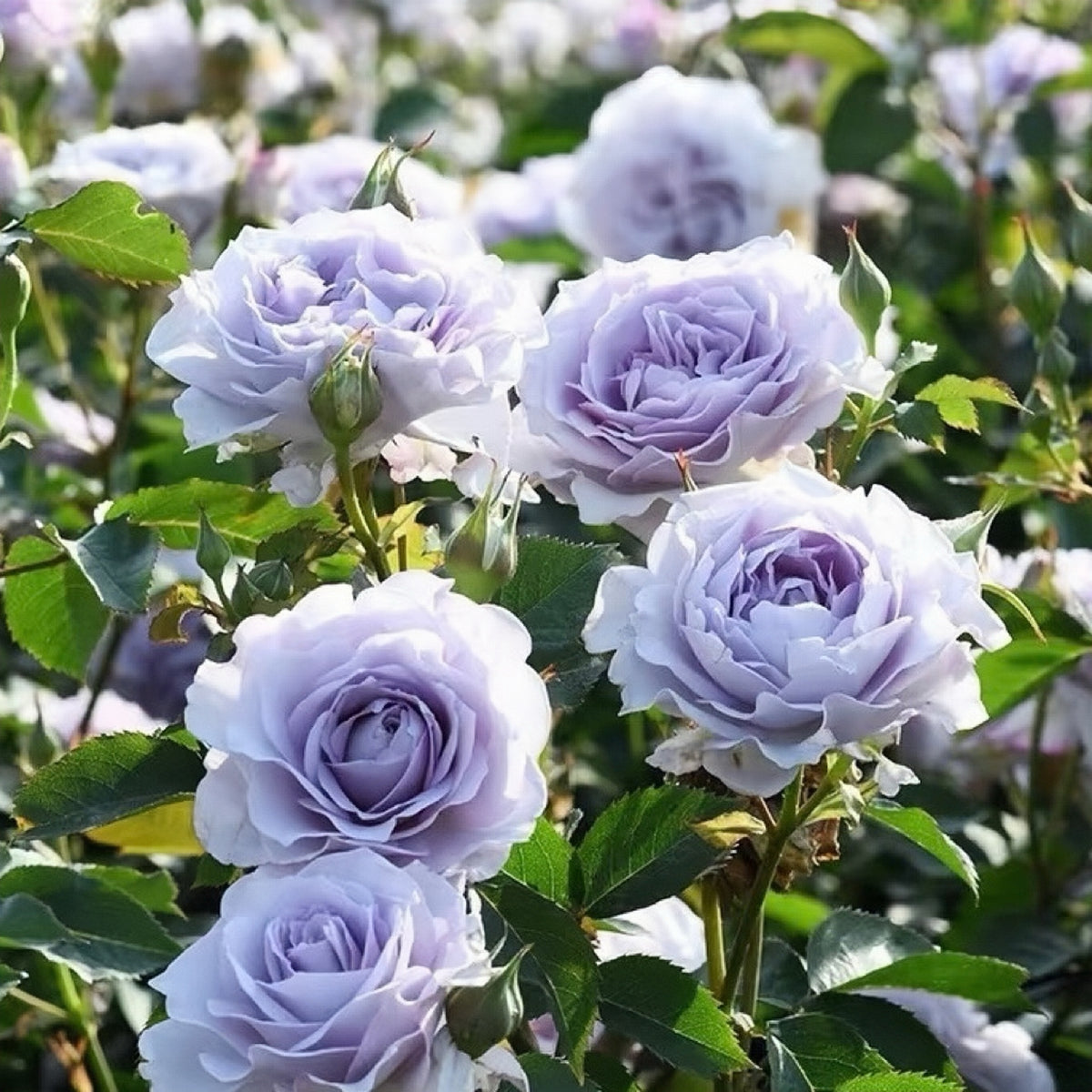 Jise Rose