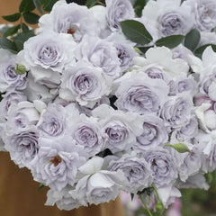 Jise Rose