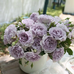 Jise Rose