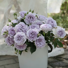 Jise Rose