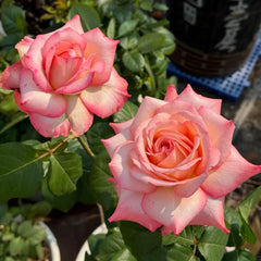 Joyce Rose