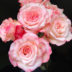 Joyce Rose