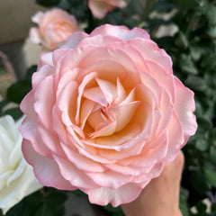 Joyce Rose