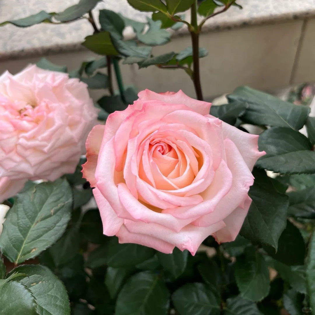 Joyce Rose