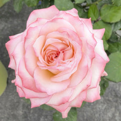Joyce Rose