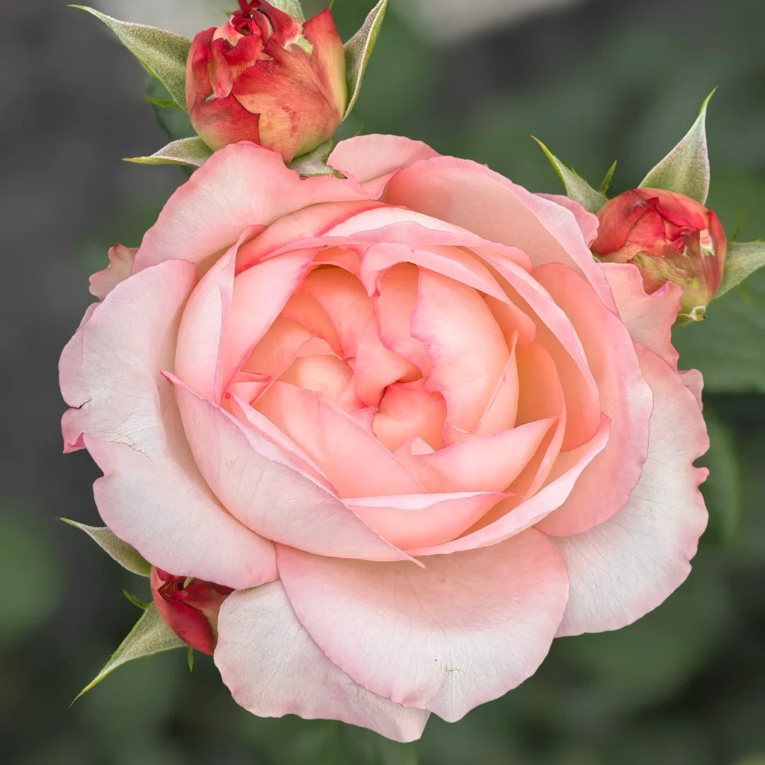 Joyce Rose