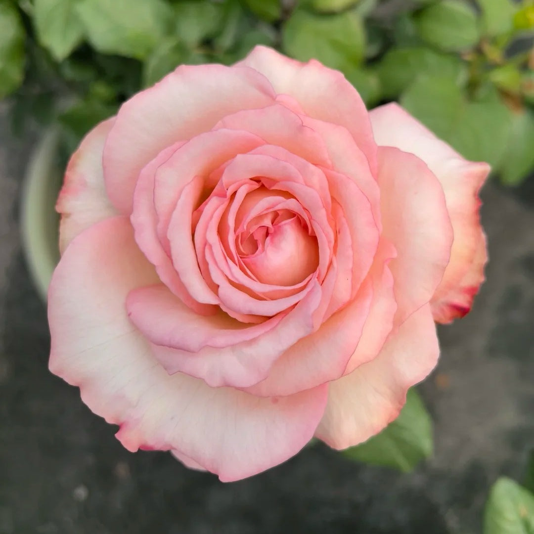 Joyce Rose