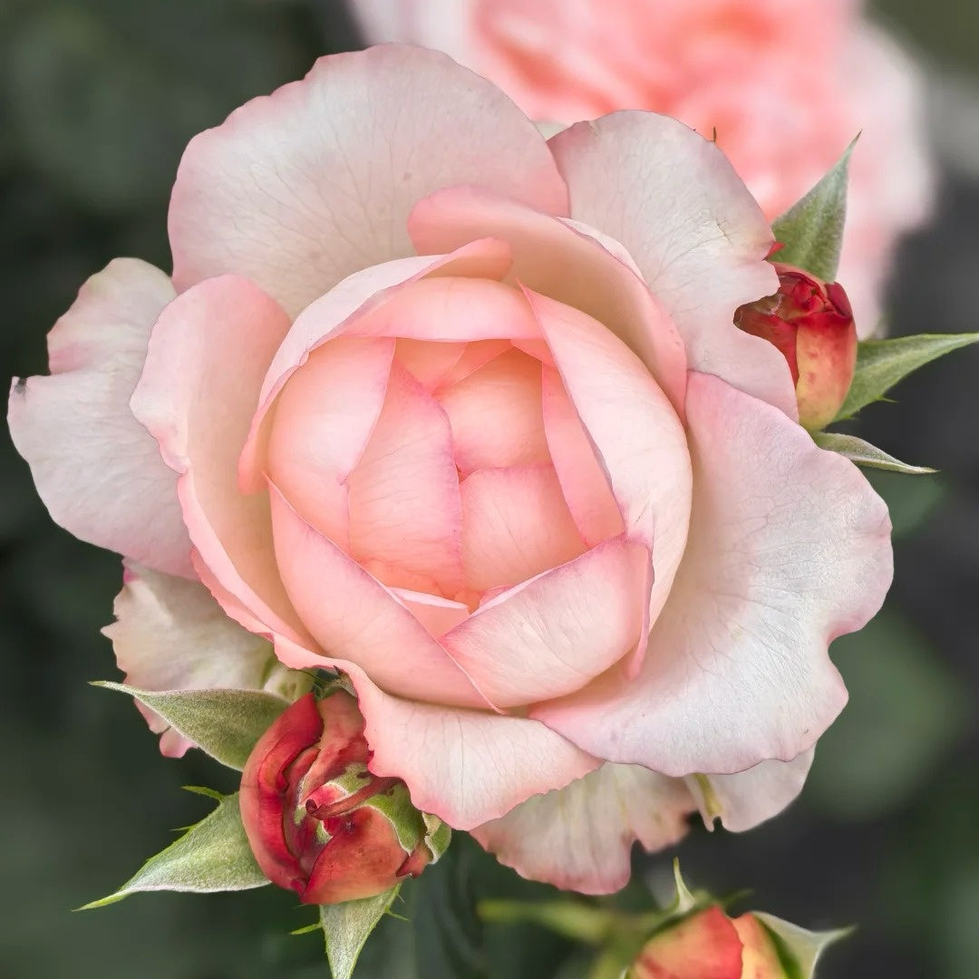 Joyce Rose