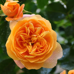 Juicy Terrazza Rose