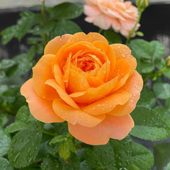 Juicy Terrazza Rose