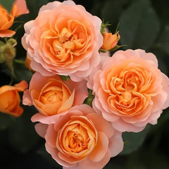 Juicy Terrazza Rose