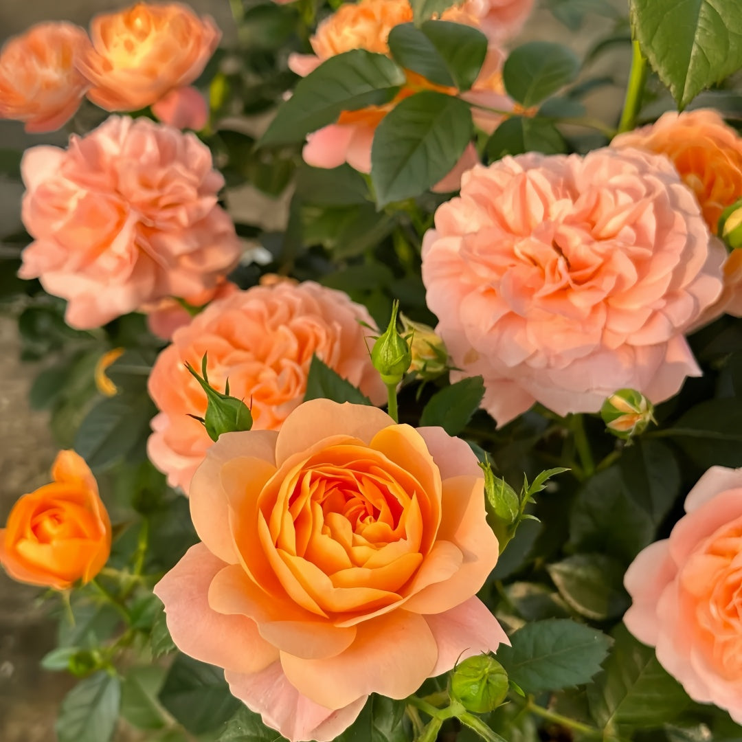 Juicy Terrazza Rose