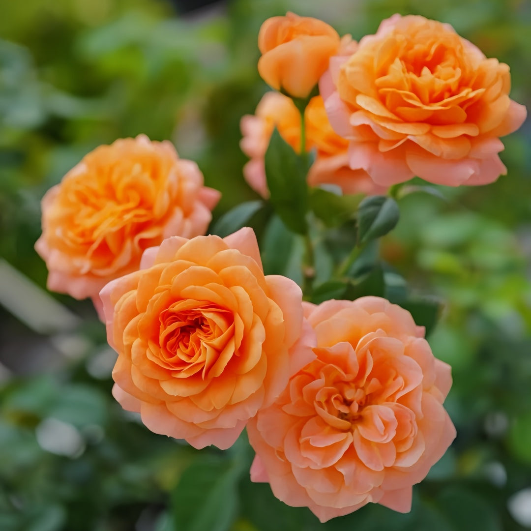 Juicy Terrazza Rose