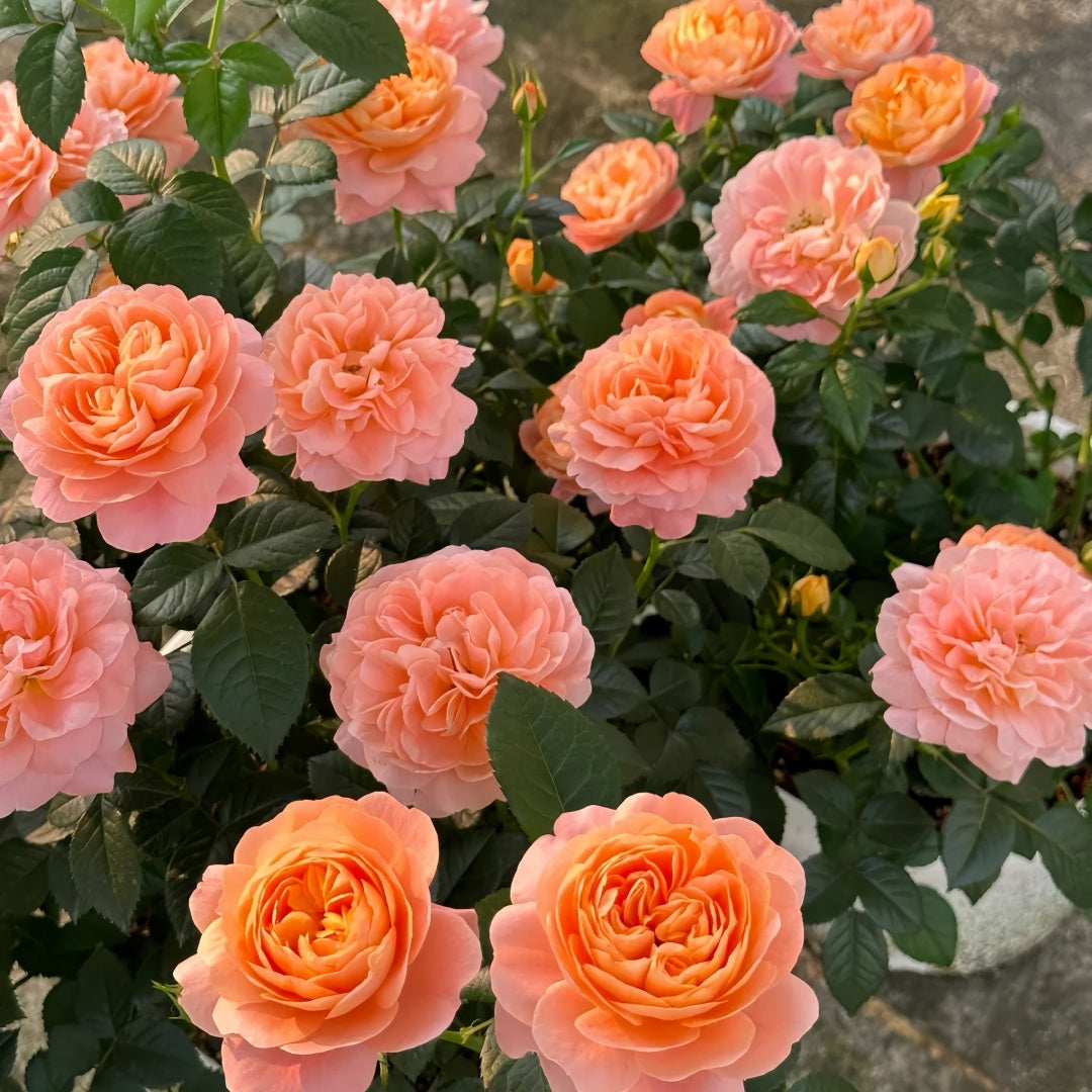 Juicy Terrazza Rose