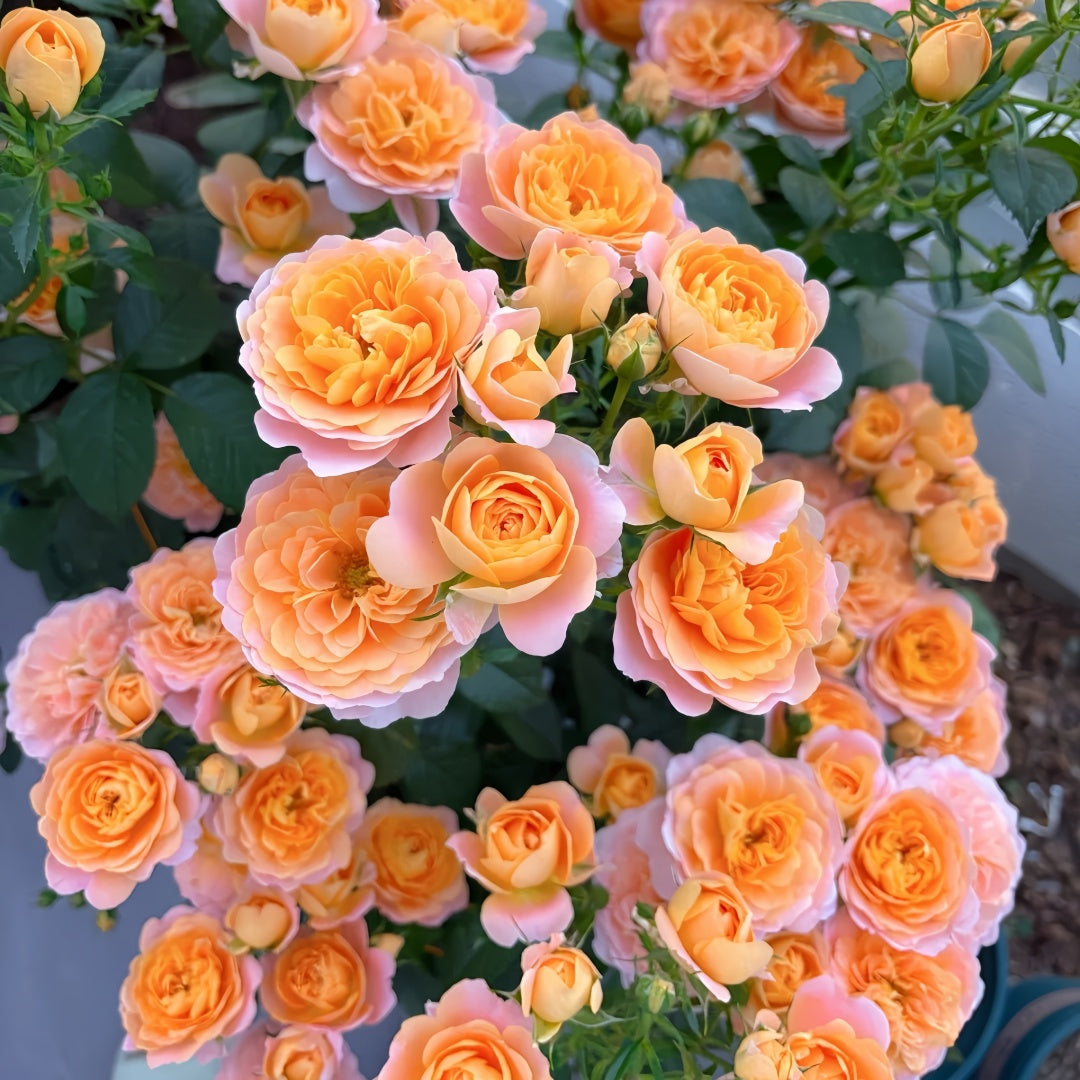 Juicy Terrazza Rose