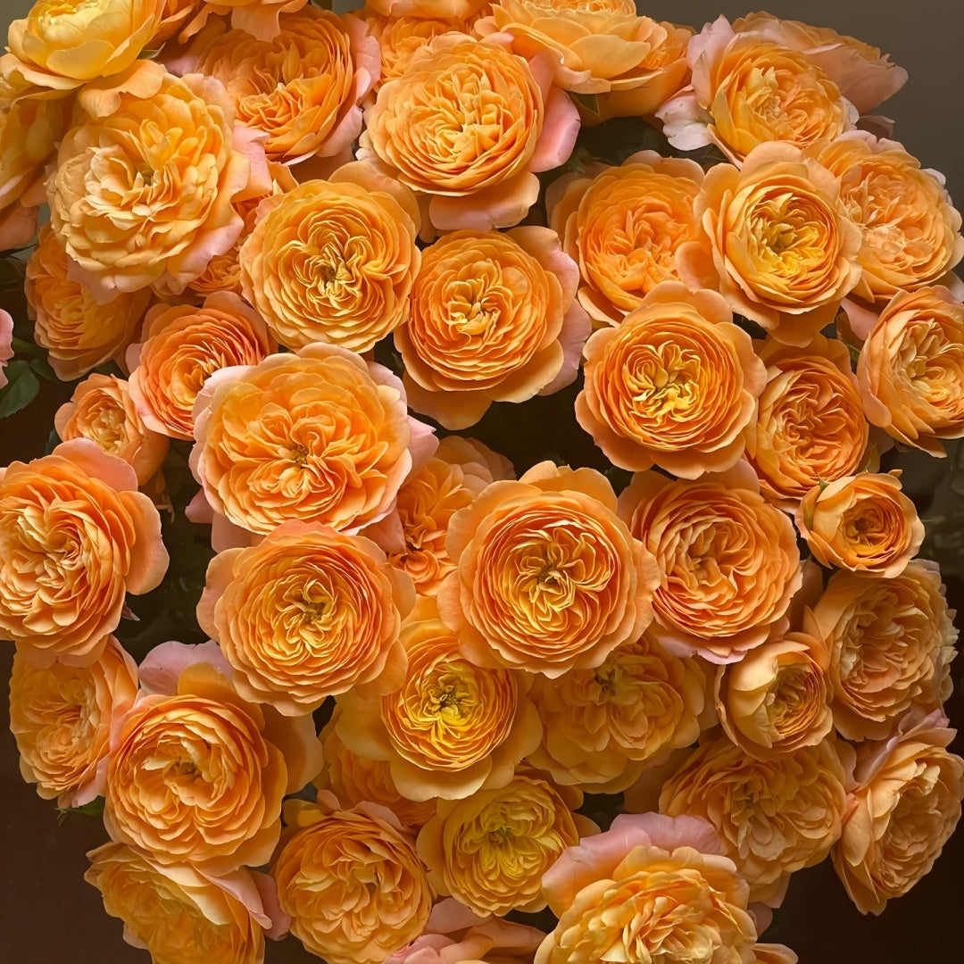 Juicy Terrazza Rose