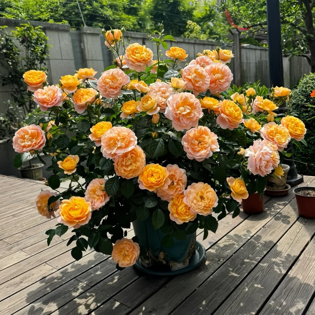 Juicy Terrazza Rose