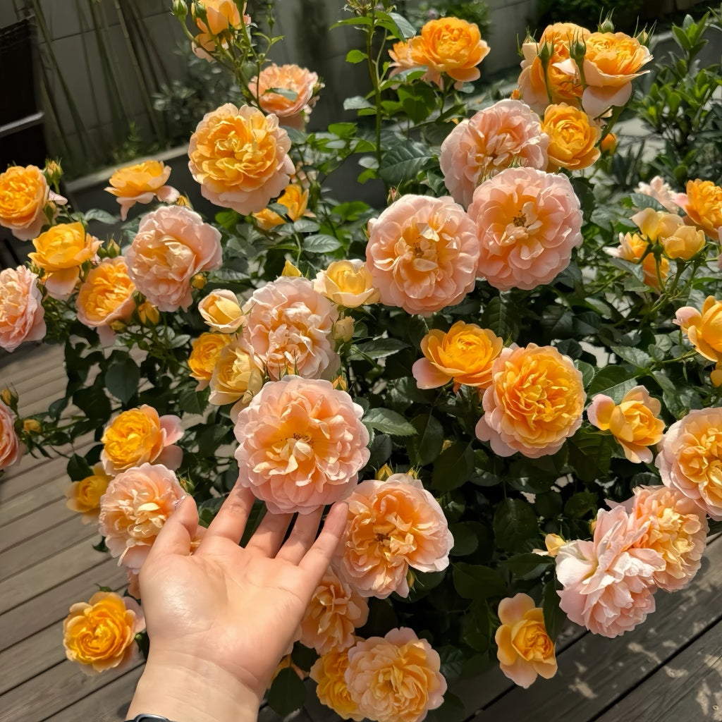 Juicy Terrazza Rose