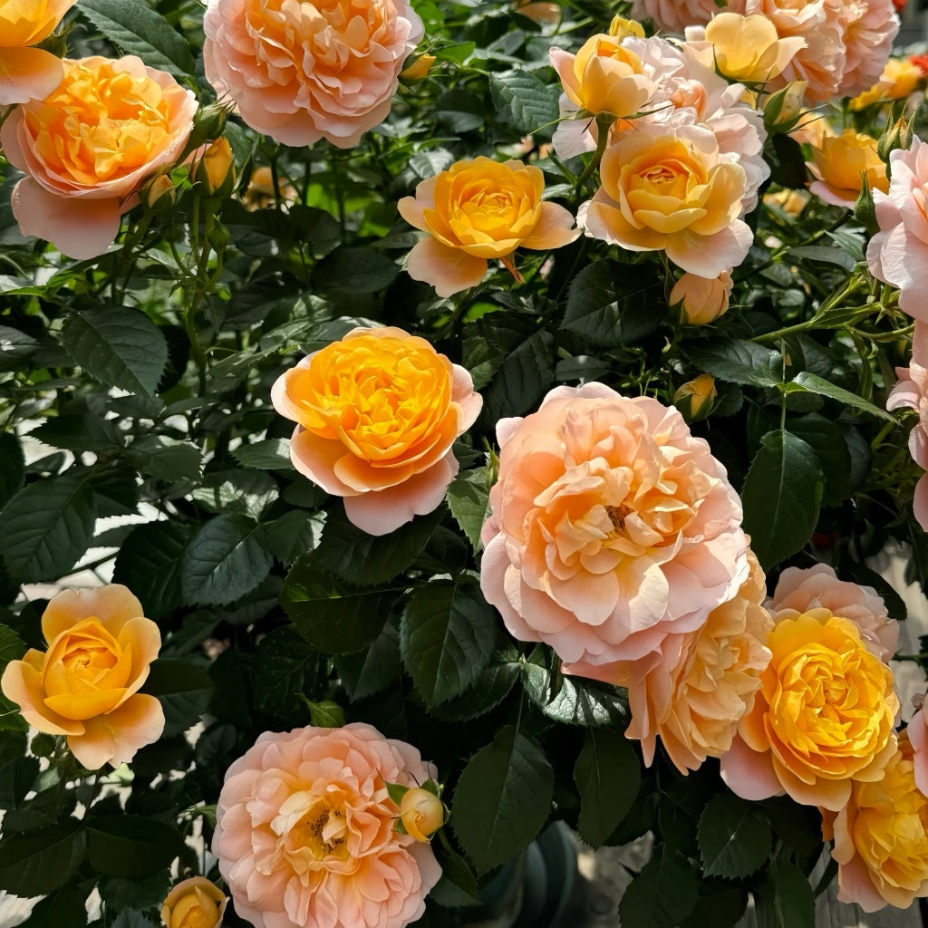 Juicy Terrazza Rose
