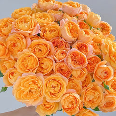 Juicy Terrazza Rose