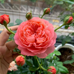 Juicy terrazza Rose2