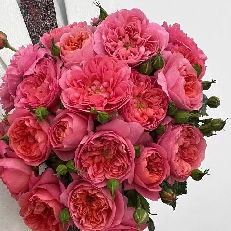 Juicy terrazza Rose