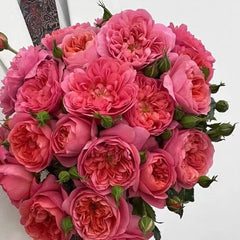 Juicy terrazza Rose