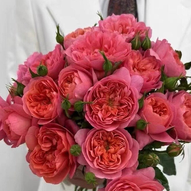 Juicy terrazza Rose