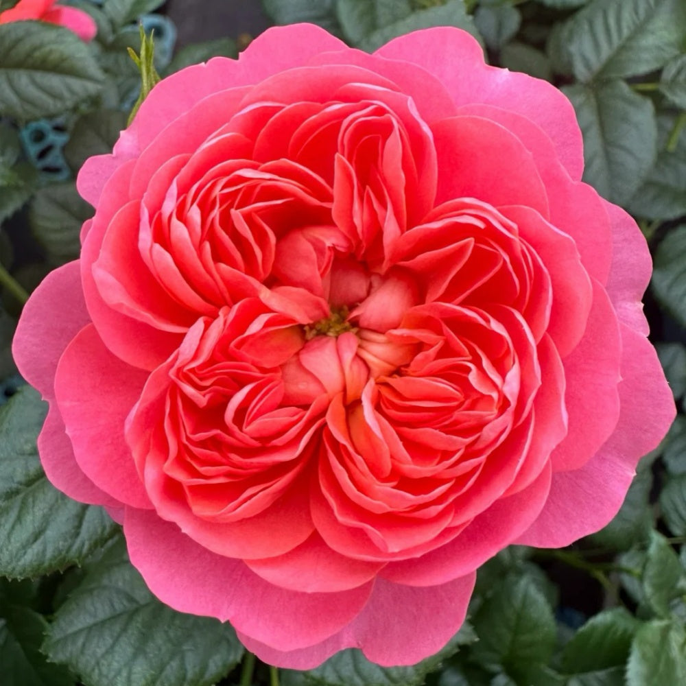 Juicy terrazza Rose