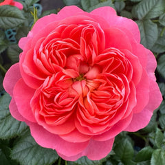 Juicy terrazza Rose
