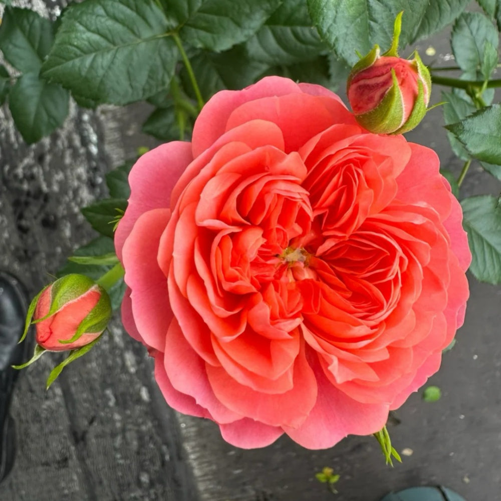 Juicy terrazza Rose