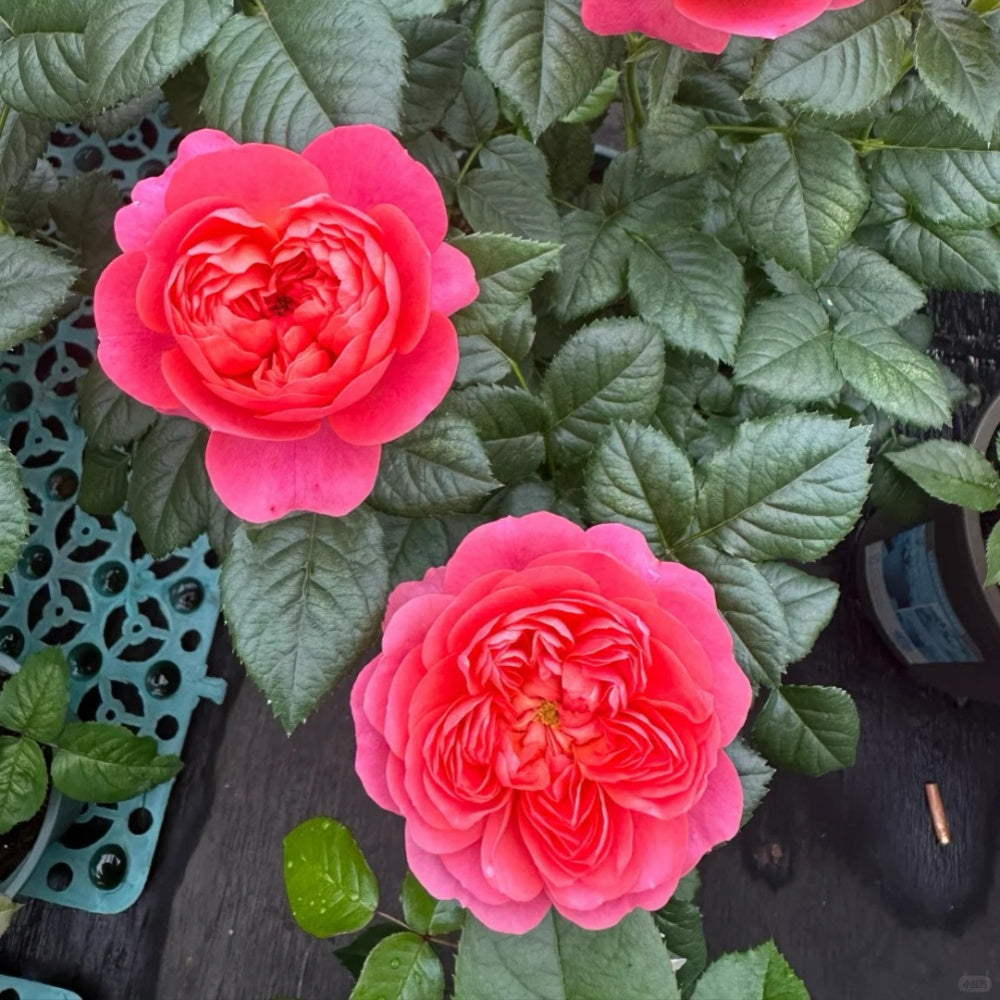 Juicy terrazza Rose