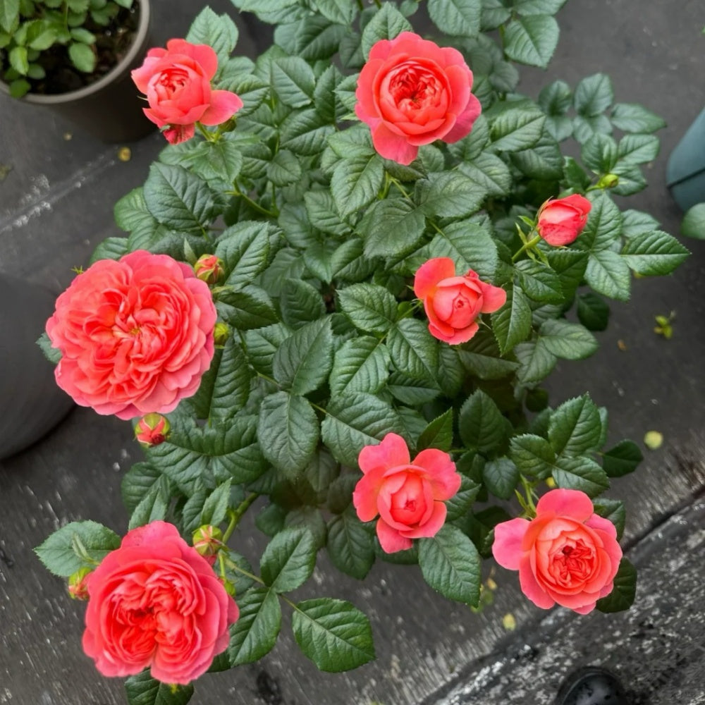 Juicy terrazza Rose