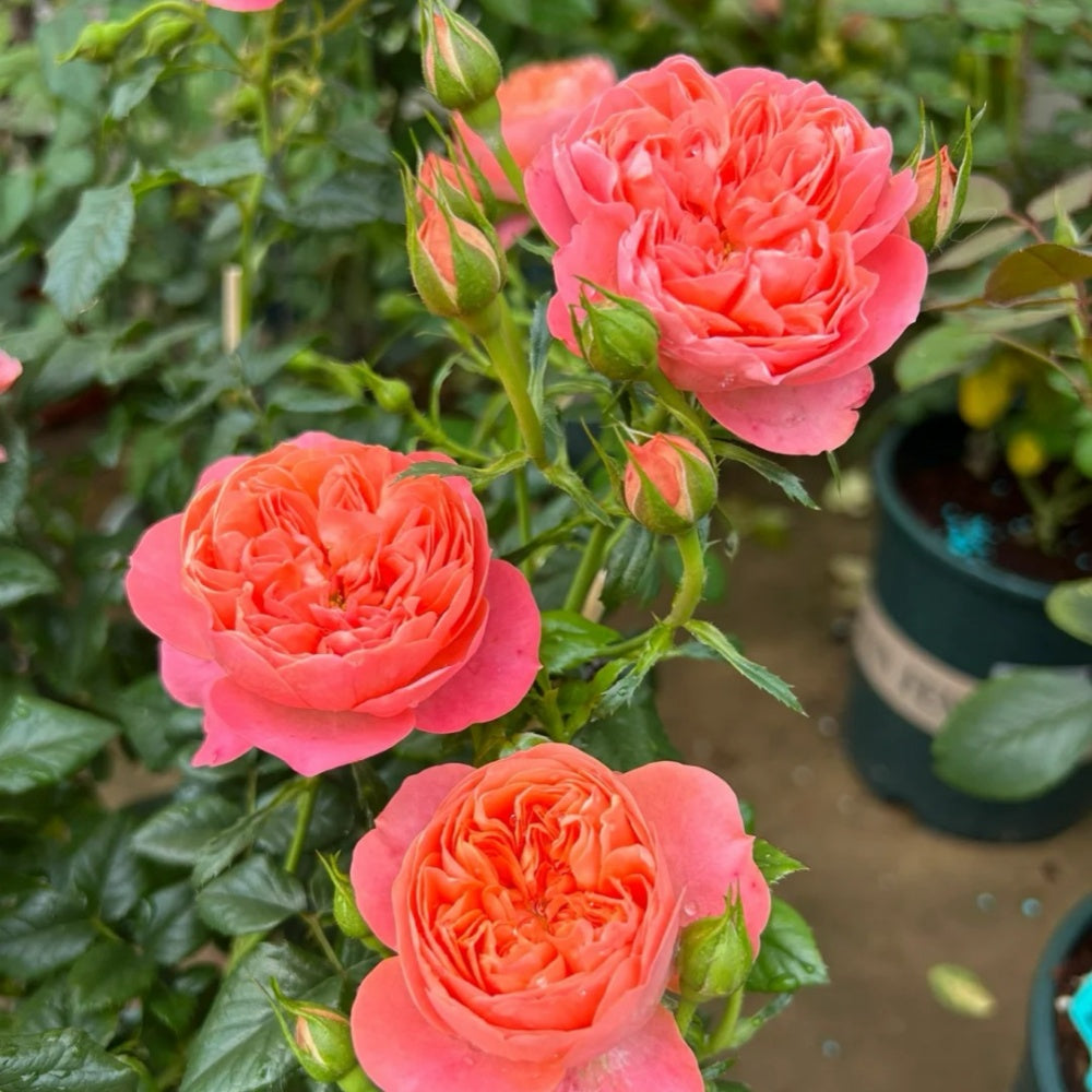 Juicy terrazza Rose