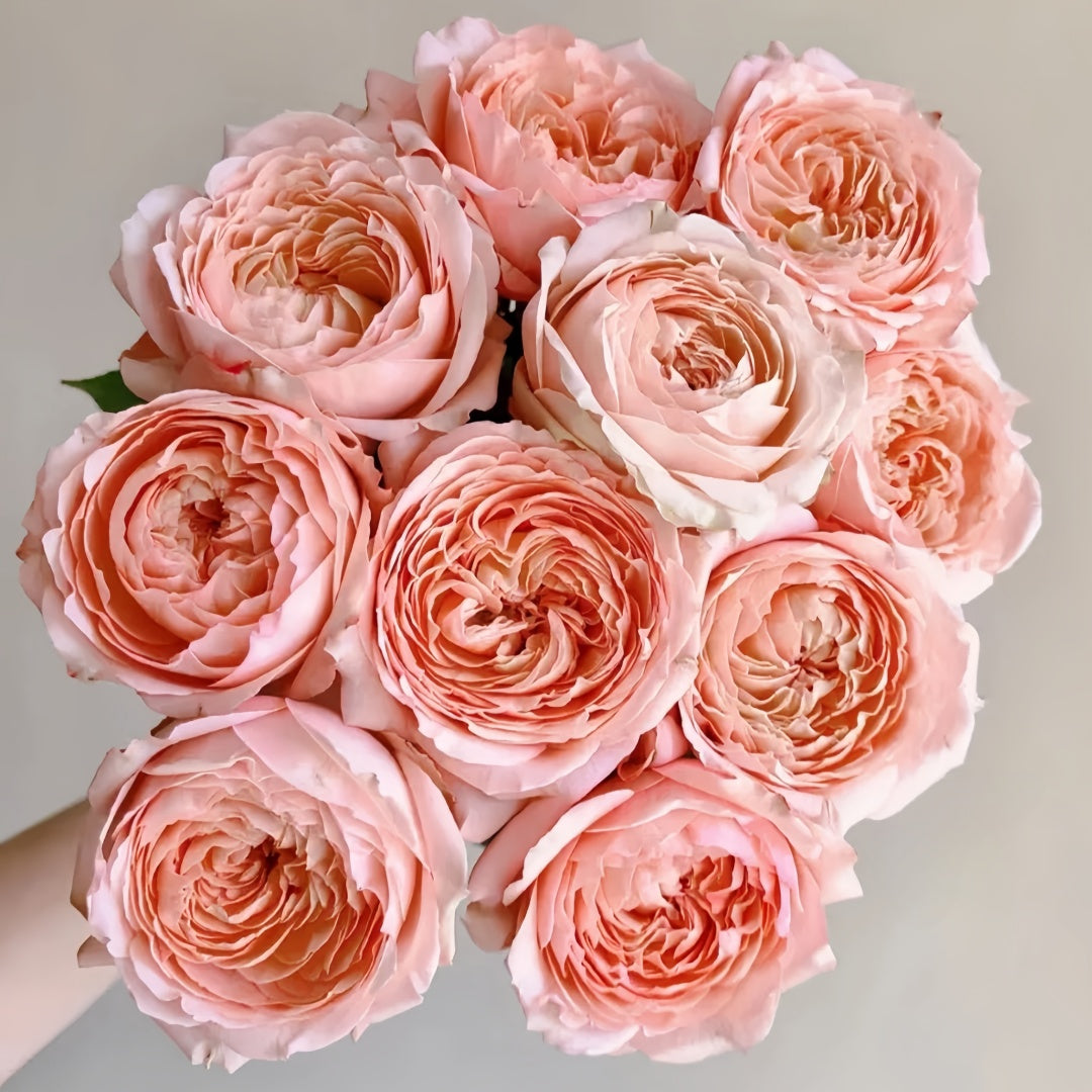 Julieta Rose