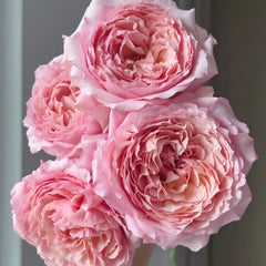 Julieta Rose