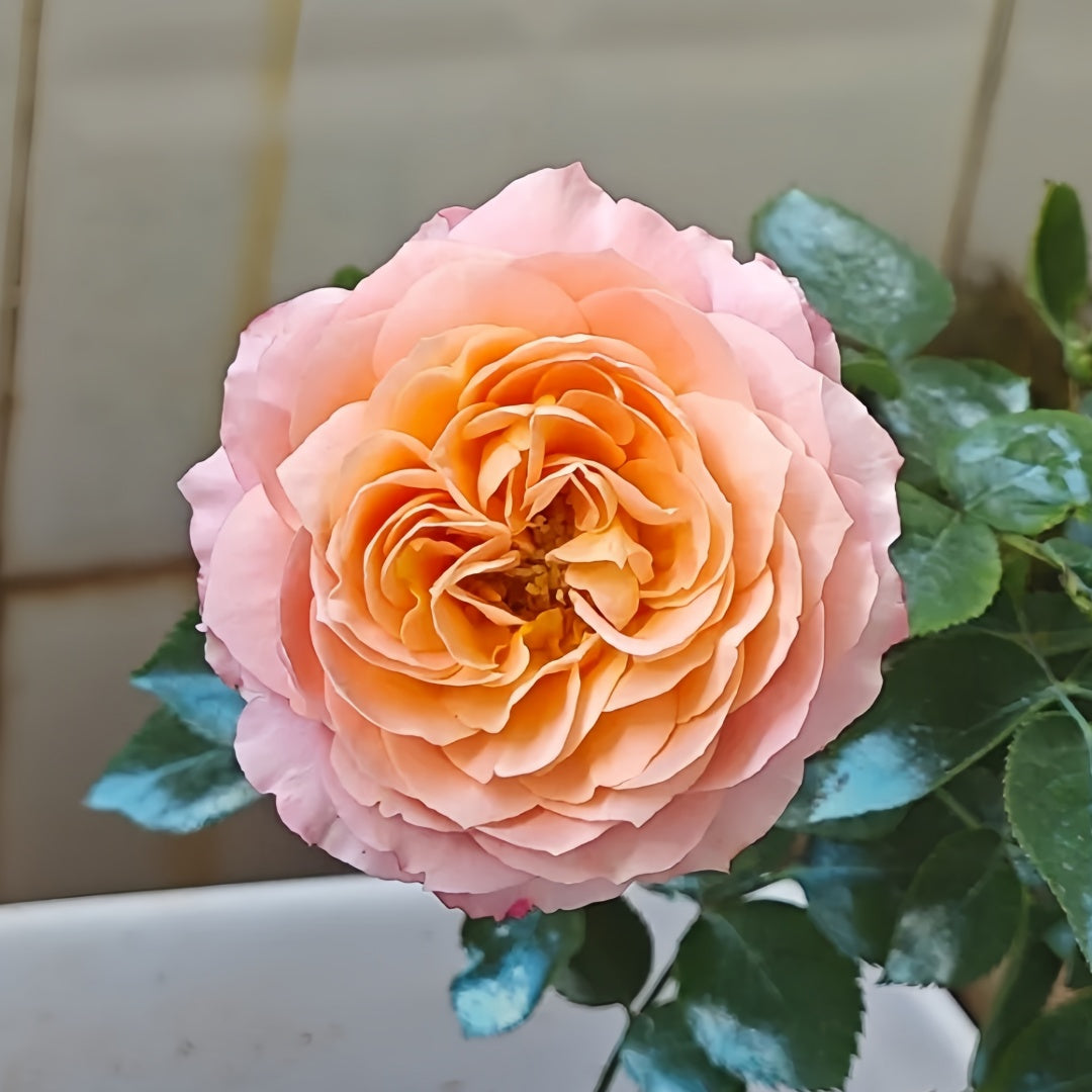 Julieta Rose