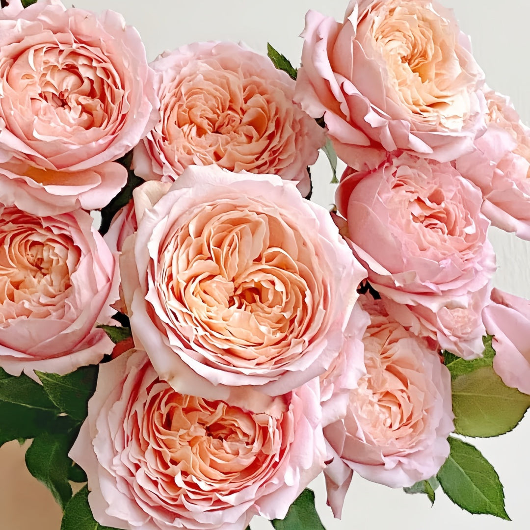 Julieta Rose