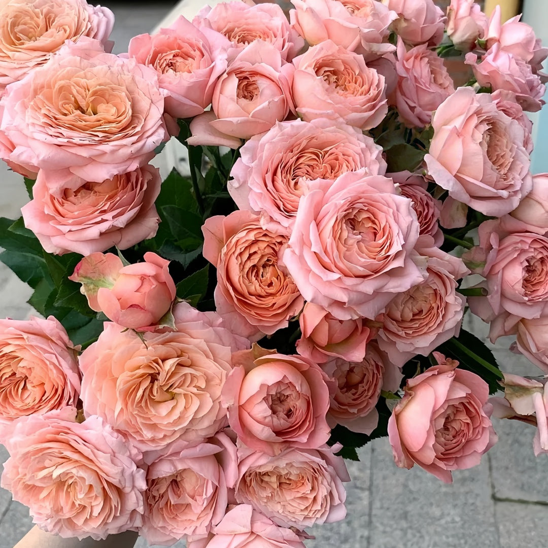 Julieta Rose