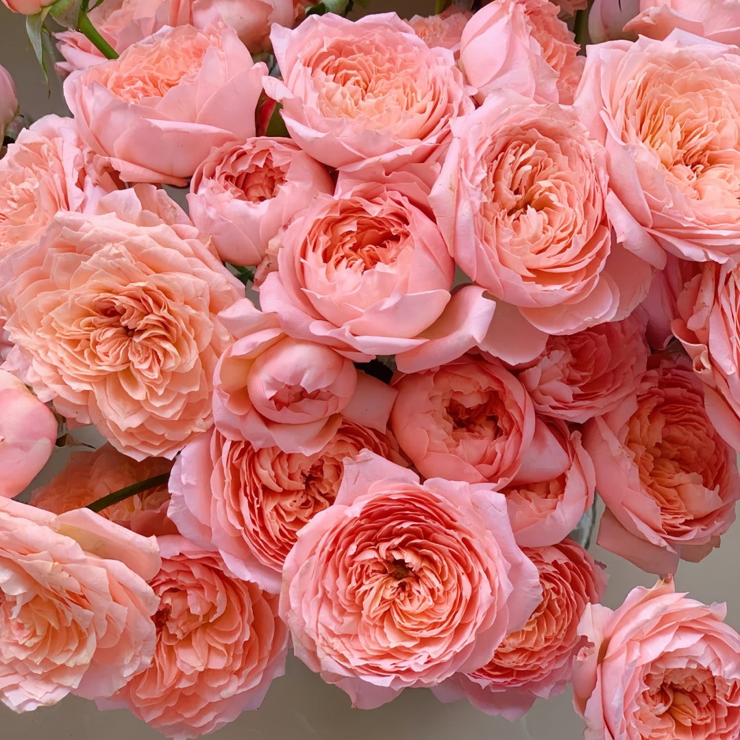 Julieta Rose