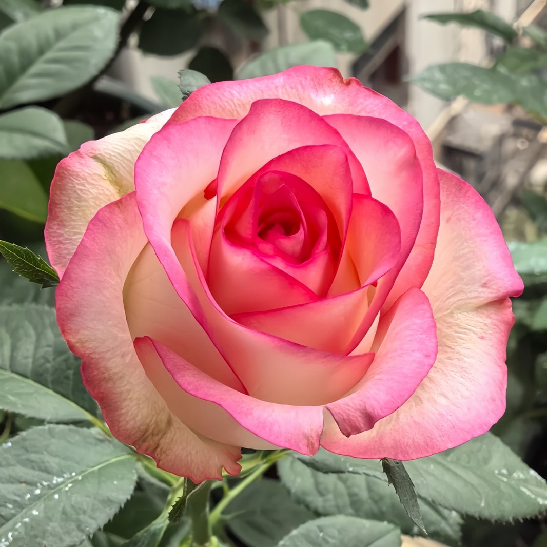 Cut Roses – Page 3 – Ergongzy Roses