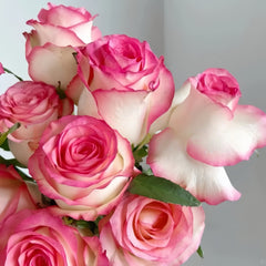 Jumilia Rose-艾莎｜Dutch Cut Rose – Ergongzy Roses