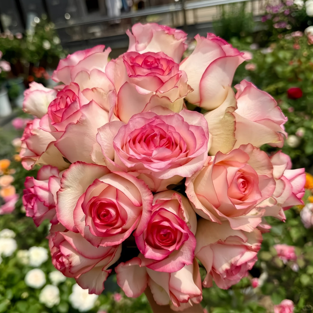 Jumilia Rose-艾莎｜Dutch Cut Rose – Ergongzy Roses