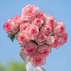 ♧Roseページです♧ Jumilia Rose-艾莎｜Dutch Cut Rose – Ergongzy Roses