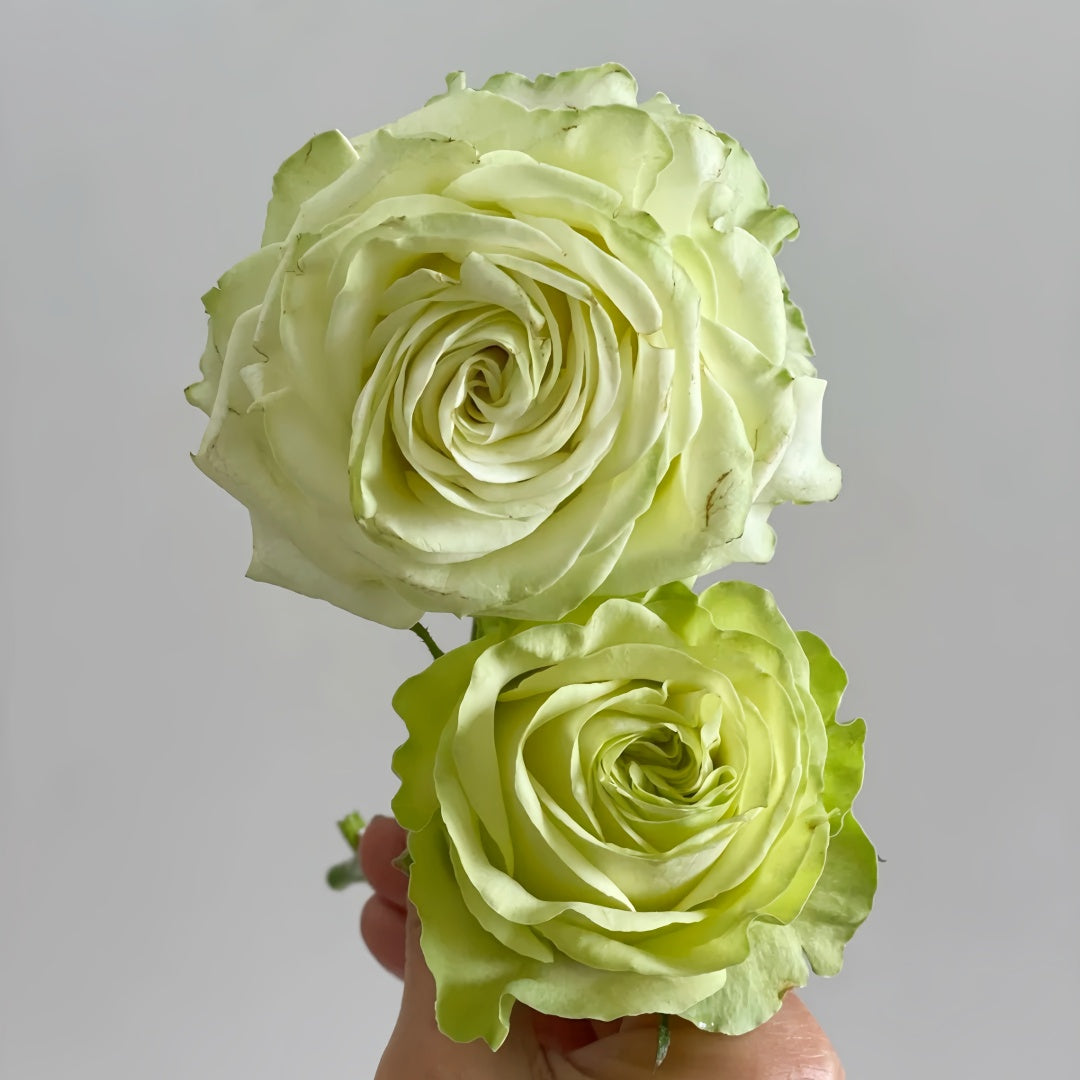Jutta Rose