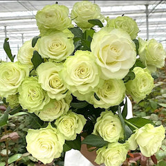 Jutta Rose