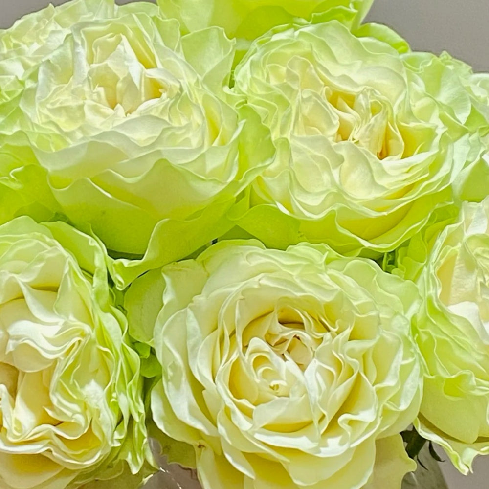 Jutta Rose