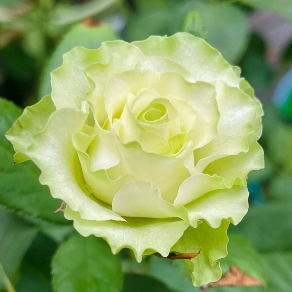 Jutta Rose