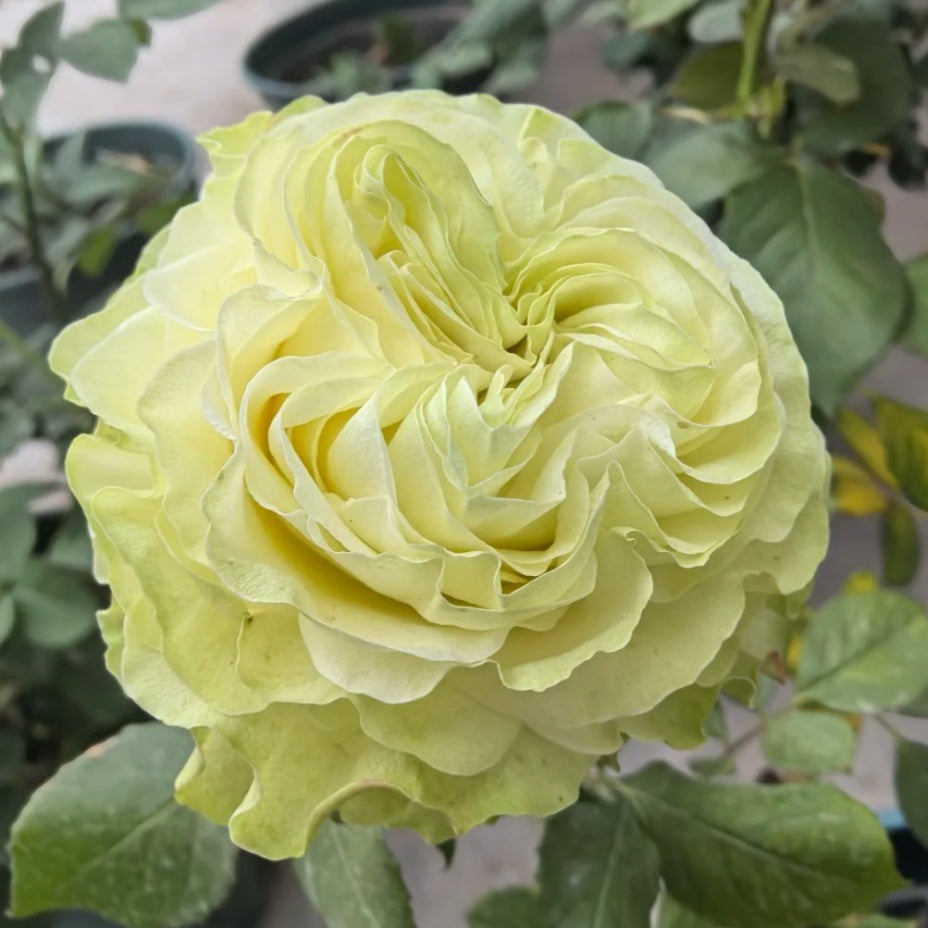 Jutta Rose
